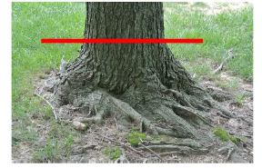 ExistTree_buttress.png